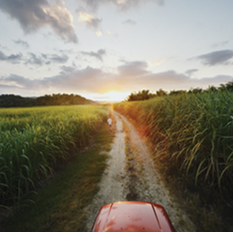 Appleton Zuckerrohrfeld 1